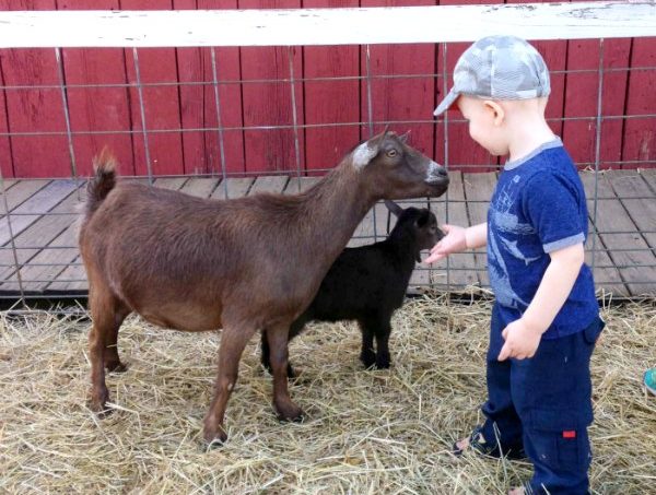 Boy petting goats at Schwallier's Country Basket. 