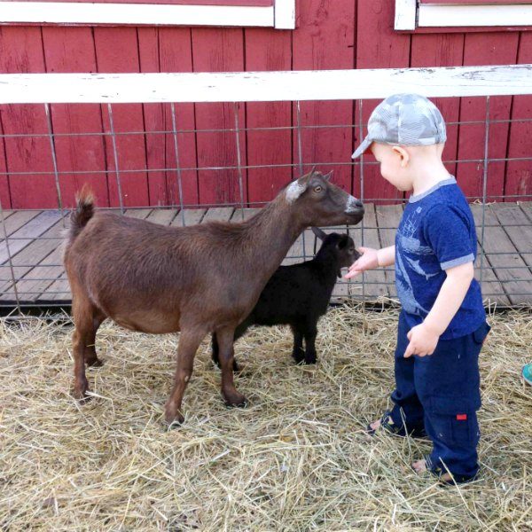 Schwalliers Country Basket Petting Zoo Boy Goat e1557199102434