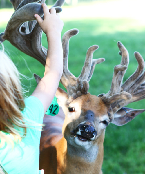 Deer Tracks Junction girl petting deer rack