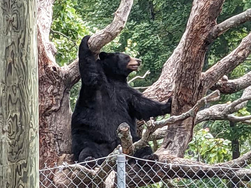 Oswalds Bear Ranch bear in a tree