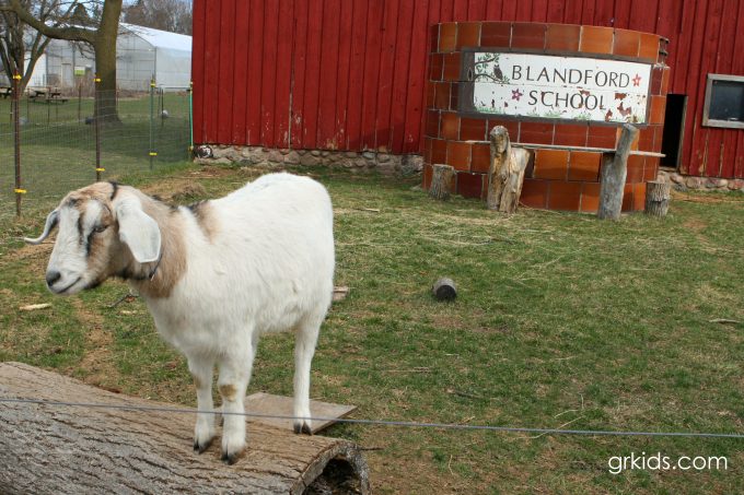 Blandford Nature Center Goat