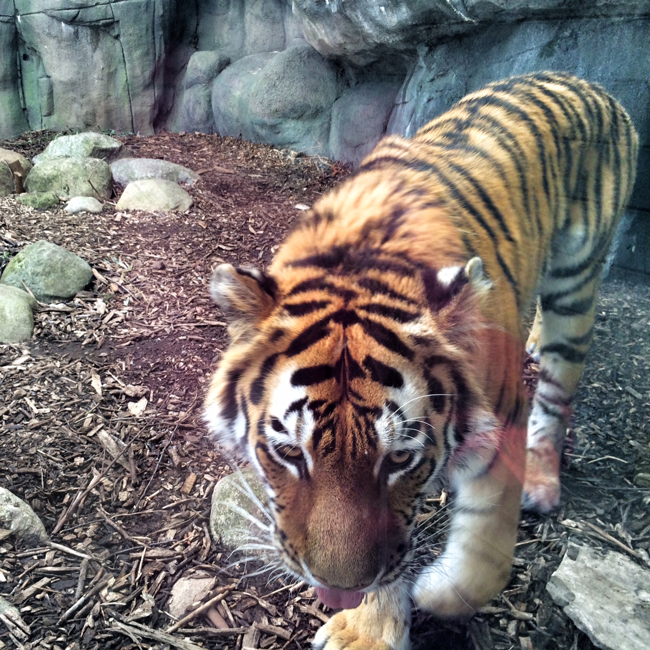 things to do with kids in indianapolis - Indianapolis Zoo