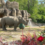 Detroit Zoo Trip Planner 2025: Fantastic Things to Do on Your Visit