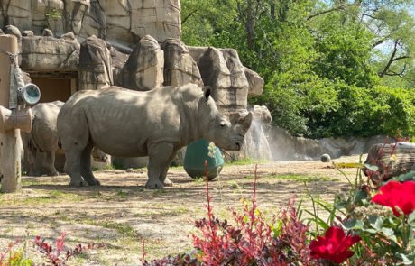 Detroit Zoo Trip Planner 2025: Fantastic Things to Do on Your Visit