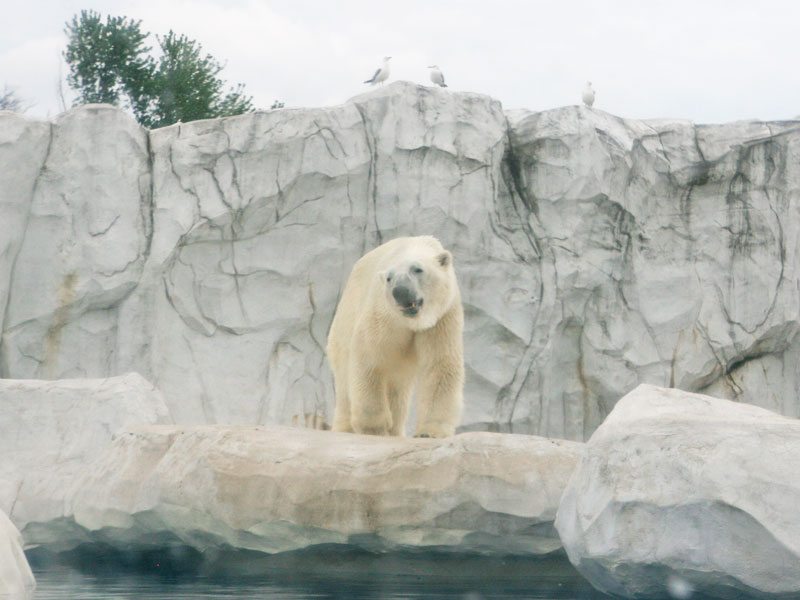 Detroit Zoo polar bear Hunt