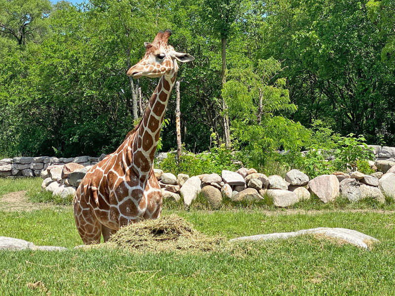 giraffe at the Detroit Zoo