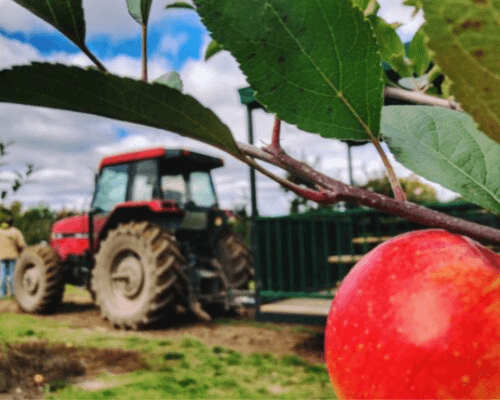 Lewis Farms apple picking