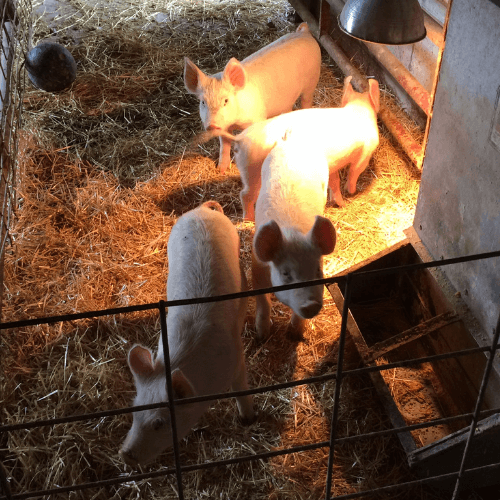 Post Family Farm animals