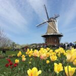 Windmill Island Gardens 2024: Go Inside the Holland Windmill, Learn Dutch Culture, View Gorgeous Flowers and More