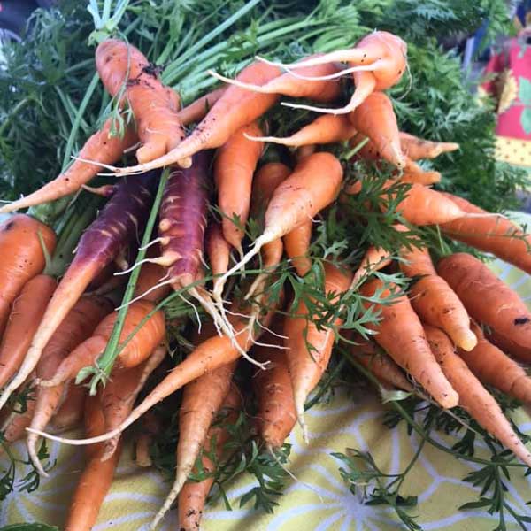 CSAs Schuler Farms carrots