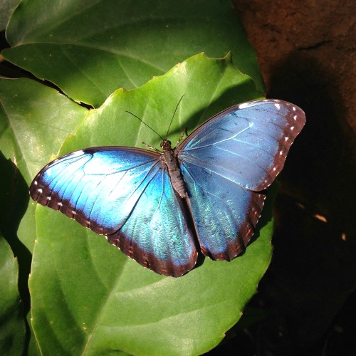 Butterflies are Blooming at Meijer Gardens! 11 Tips for Bringing Kids ...