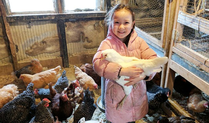 Critter Barn Birthday with Chicken