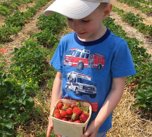 Strawberry picking Upick Malski