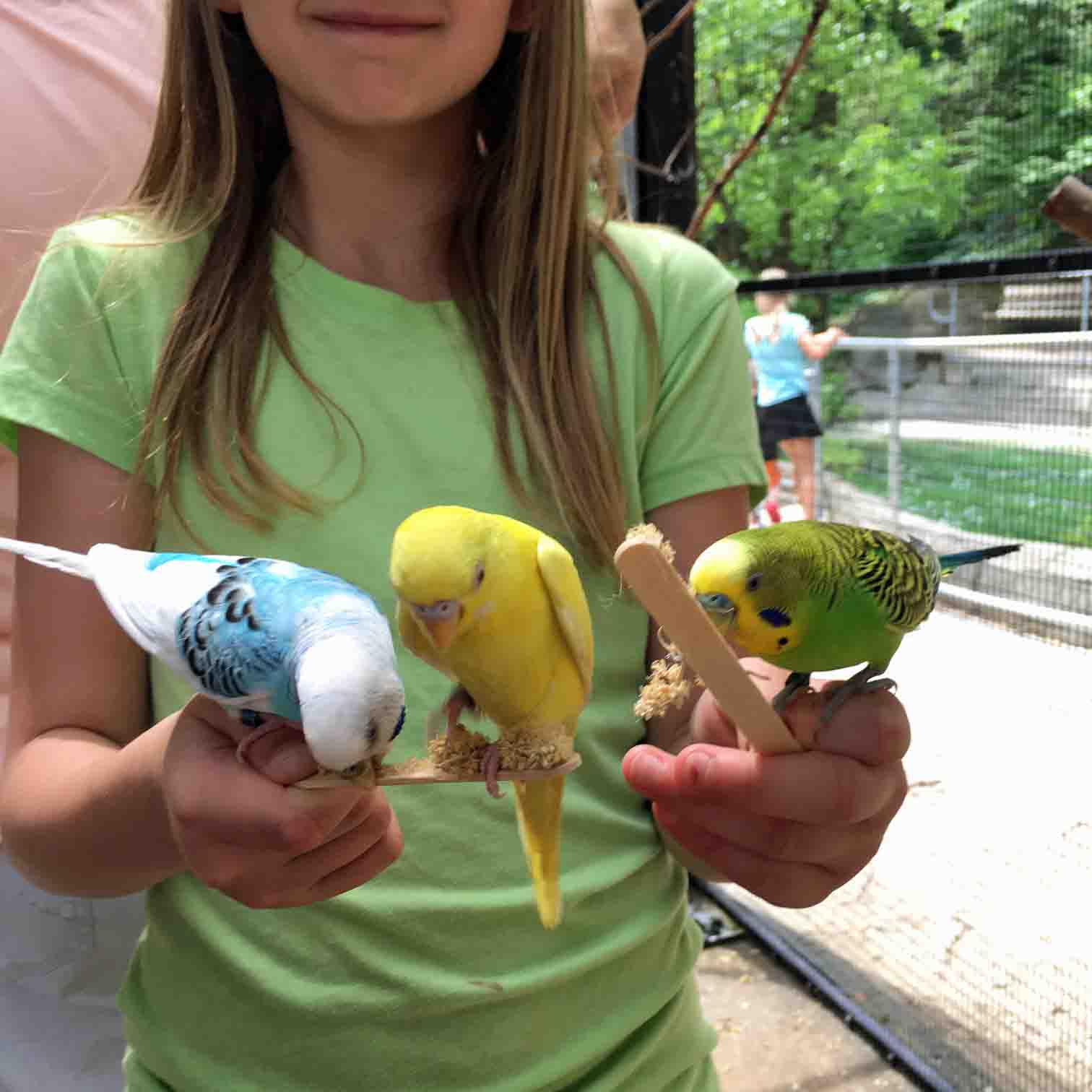 John Ball Zoo budgies girl birds
