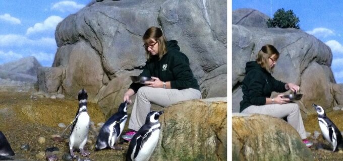 John Ball Zoo Penguin Experience (1)