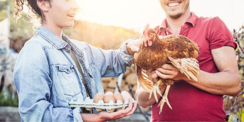 raising chickens in michigan