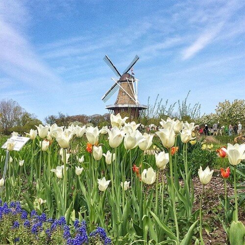 Favorite West Michigan Instagram Spots De Zwaan at Windmill Island Holland 1