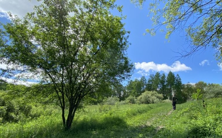 Seidman Park: Boardwalks & Creek Highlight This Popular Natural Trail 