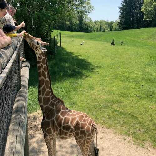 Binder Park Zoo is Over 400 Acres of WOW