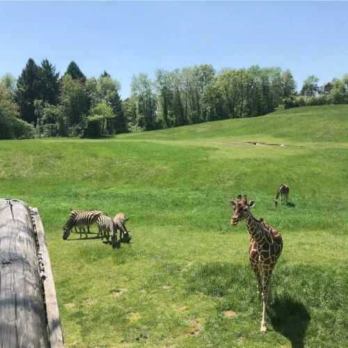 Binder Park Zoo is Over 400 Acres of WOW