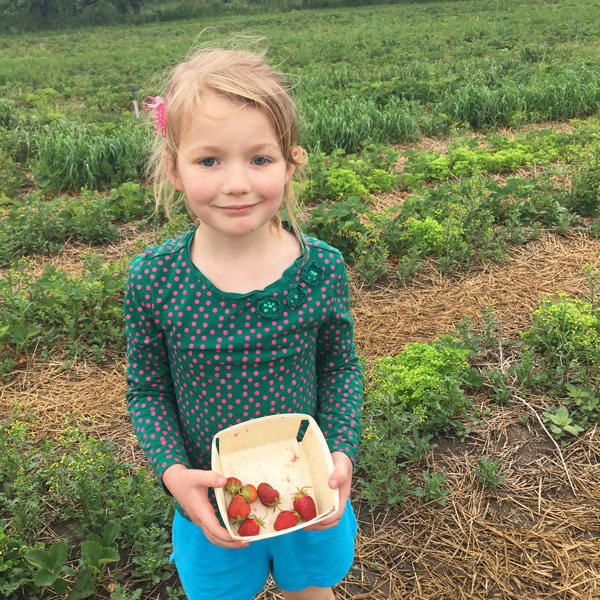Strawberry Picking kid upick farm