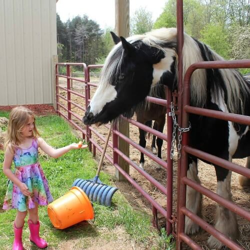 Fellinlove Farm ponies 1