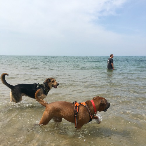 Kirk Park Dog Beach Gus and Bing