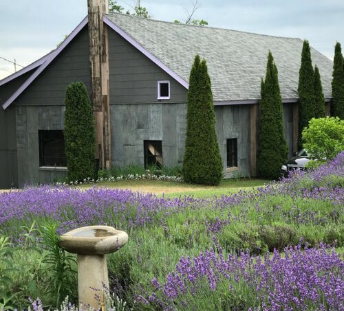 boyne city lavendar hill farm u pick flowers 1 1
