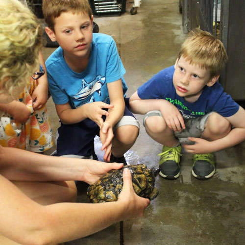 JBZ VIP experience 1 boys and turtle John Ball Zoo