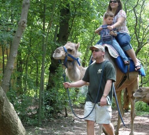 John Ball Zoo Camel Ride