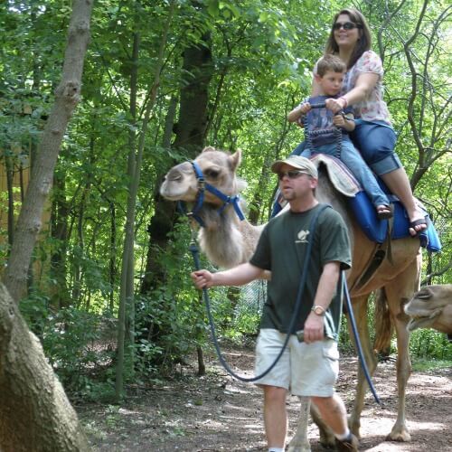 JBZ camel rides 1