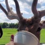 Deer Tracks Junction 2025: Exciting Drive-Thru Safari, Massive Playgrounds & Farm Animal Fun