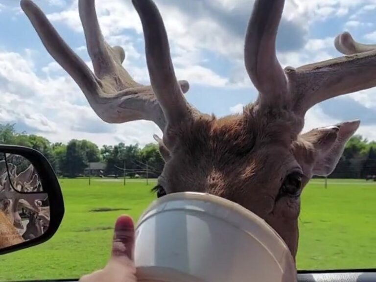 Deer Tracks Junction 2024 Exciting DriveThru Safari, Massive