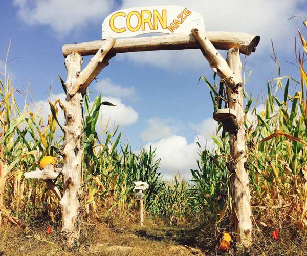 Olin Farms corn maze