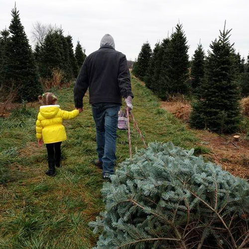Favorite Christmas Tree Farms Near Grand Rapids + Map of Where to Cut ...