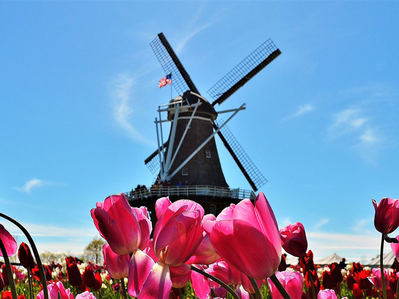 Holland Tulip Festival in Michigan at Windmill Island Gardens