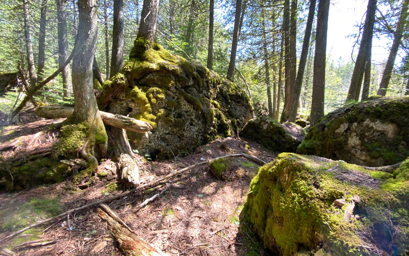 Narnia trail michigan moss covered boulders