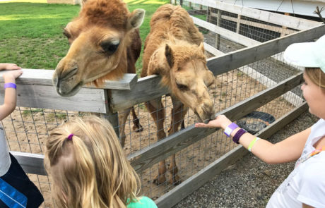 25 Kid-Friendly Animal Farms & Petting Zoos Around West Michigan