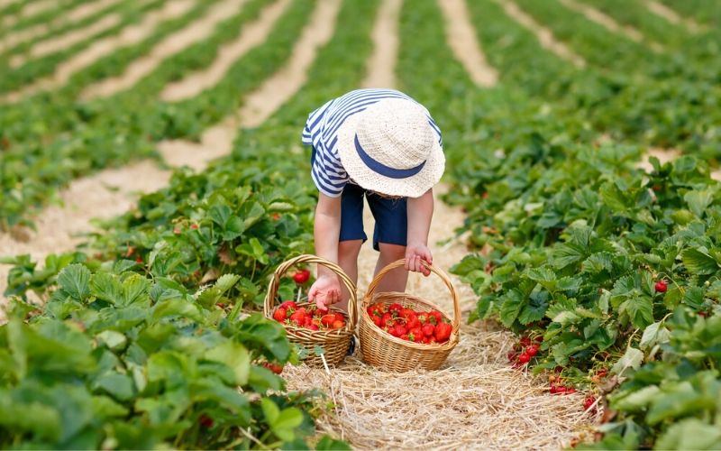 The Best West Michigan U-Pick Farms: Strawberry Picking ...