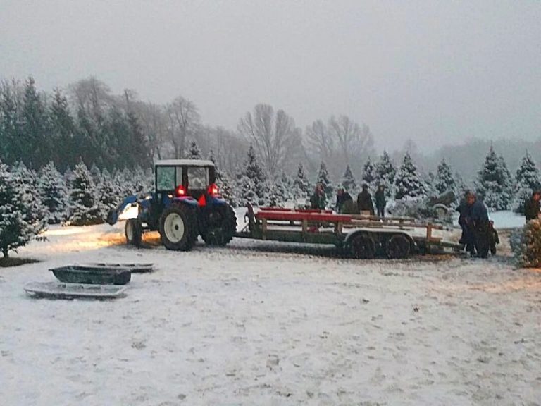 12+ Unforgettable Christmas Tree Farms in West Michigan that Let You