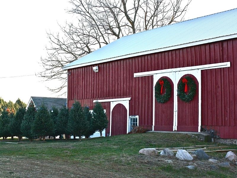 hart's christmas tree farm in Rockford, MI