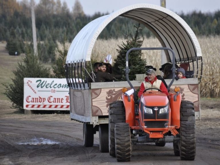12+ Unforgettable Christmas Tree Farms in West Michigan that Let You