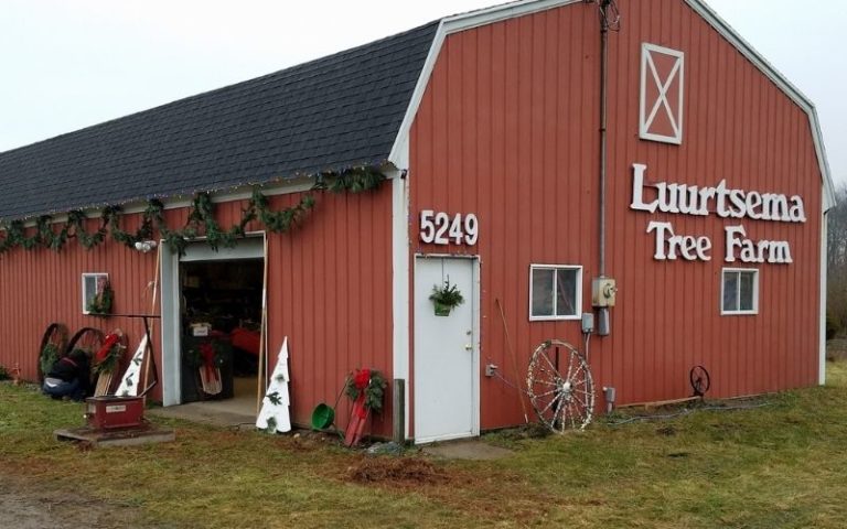 12+ Unforgettable Christmas Tree Farms in West Michigan that Let You