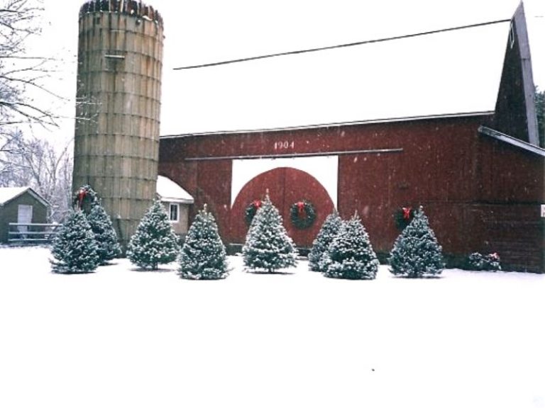 West Michigan Christmas Tree Farms 15+ Places to Cut Your Own