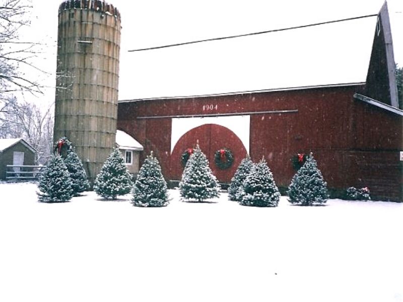 vormittag christmas tree farm in Grand Rapids, MI