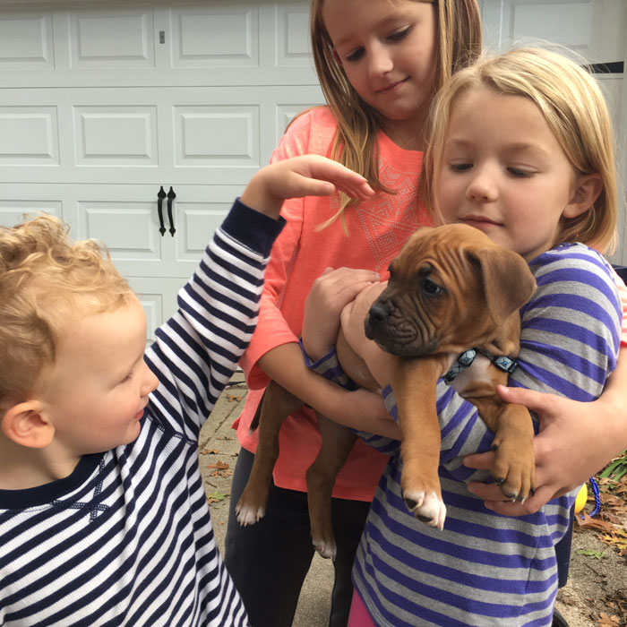 Should We Get a Dog Right Now?