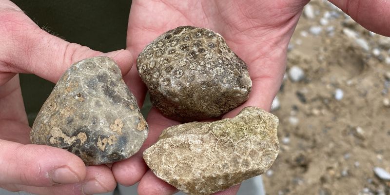 antrim creek natural area find petoskey stones lake michigan