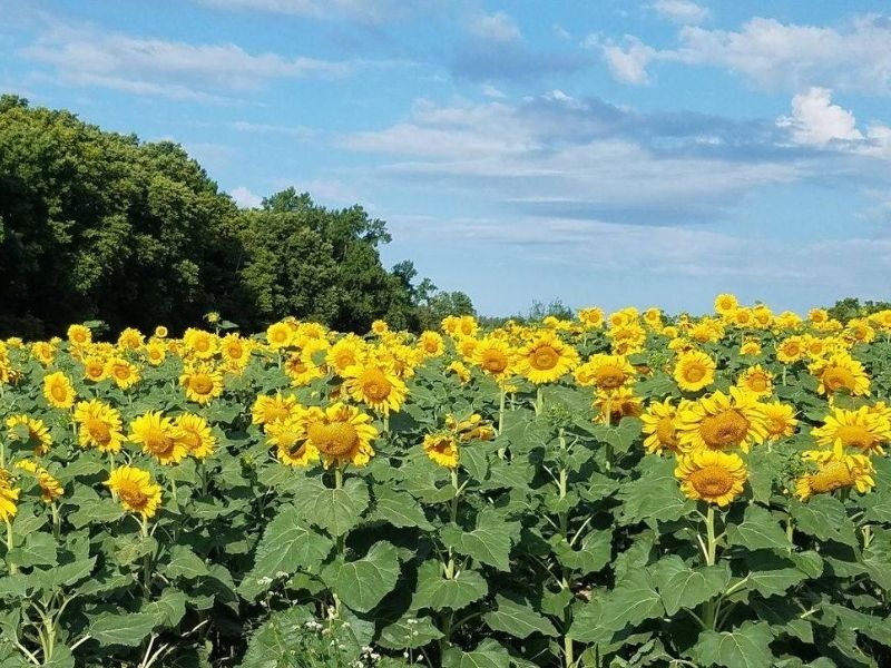 Corey Lake Orchards Sunflower Fields