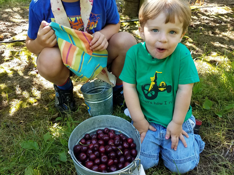 Rudd cherry picking kids