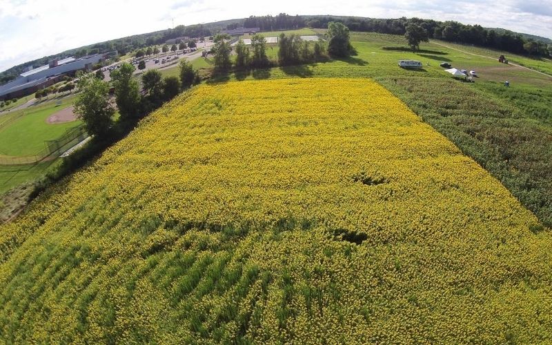 Schell Family Farm Sunflower Fields in Michigan